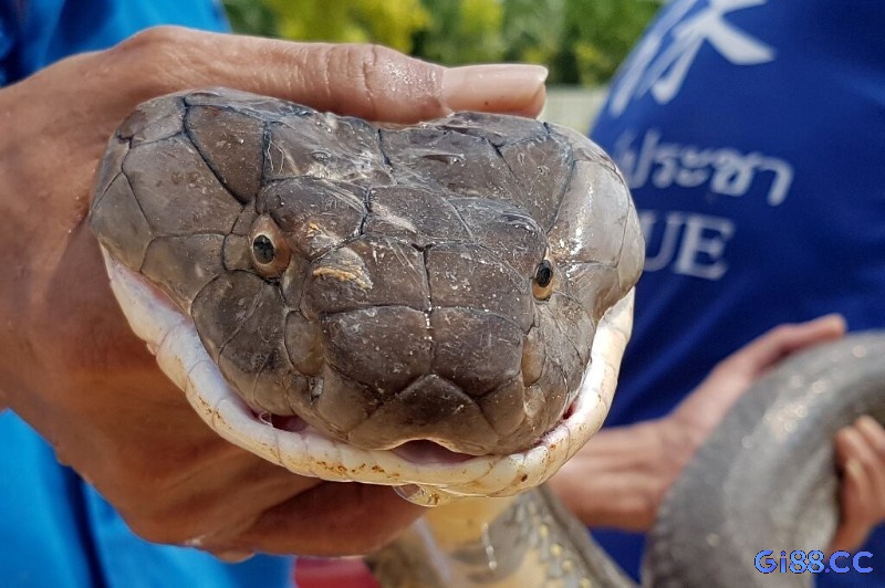 Mau chóng tìm ra con đề cho giấc mơ bắt rắn thôi!