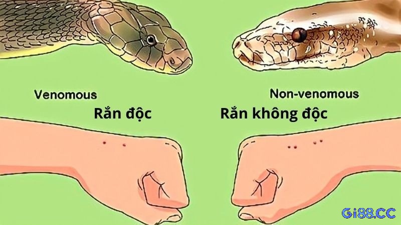 Trải nghiệm thú vị cùng giấc mơ bị rắn cắn nhé!