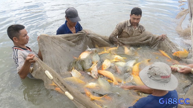 Mơ thấy bắt được cá chép trong nước đục dự báo những điều không mấy tốt