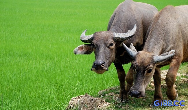 Thấy trâu trong mơ có các trường hợp và con số tham khảo khác nhau